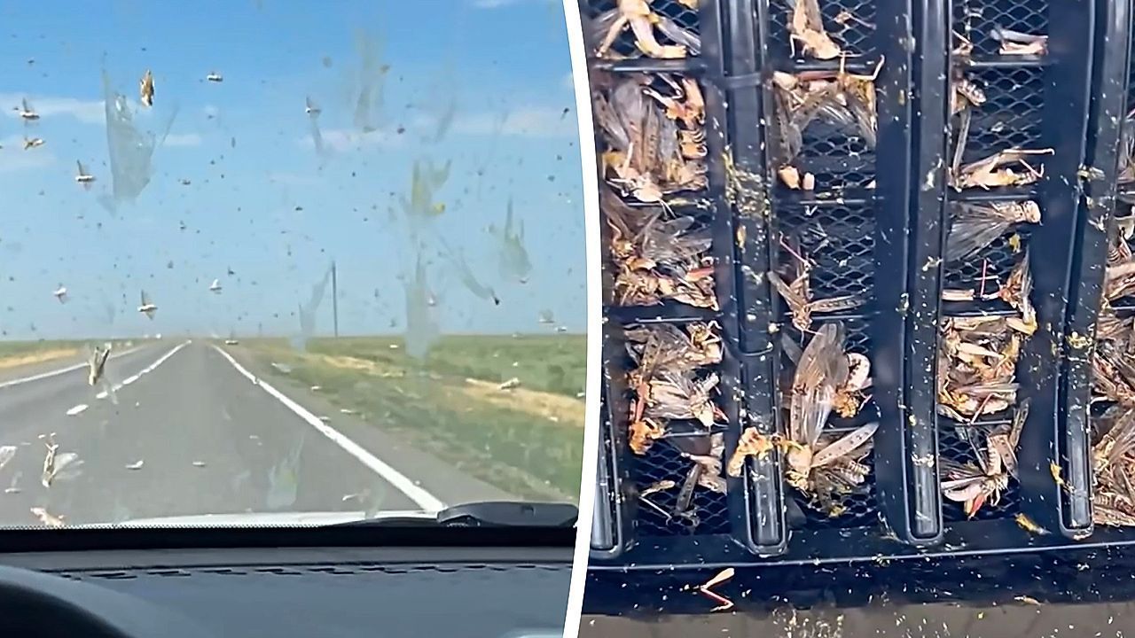 Video: Insekten-Alarm: Heuschreckenschwarm überzieht Auto in Dagestan
