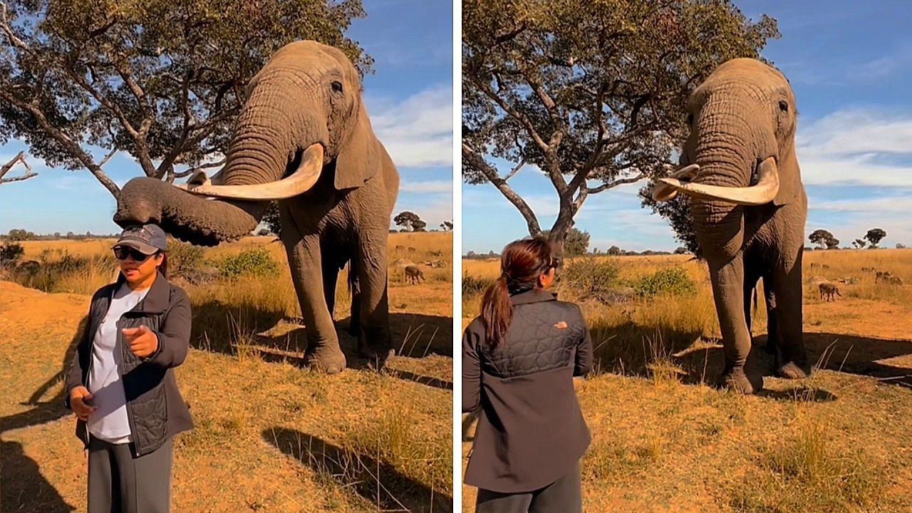 Video: Cheeky elephant steals visitor's cap and bargains for treats
