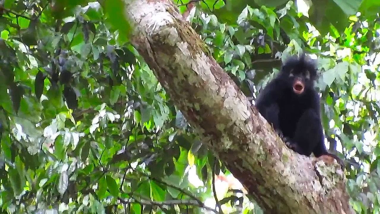 Video: Scientists discover new species of monkey in Congo — only the fifth new African primate in 75 years