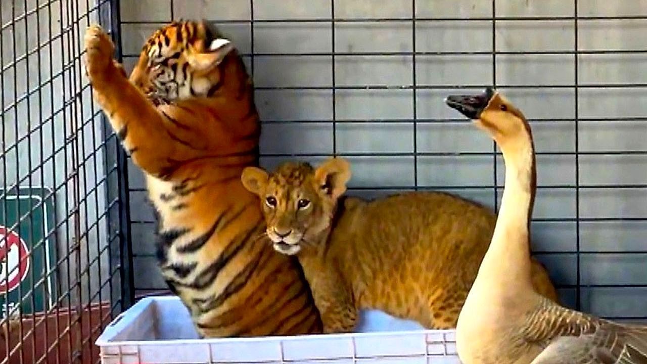 Video: Bedrohliches Federvieh: Gans schüchtert Löwen und Tiger ein