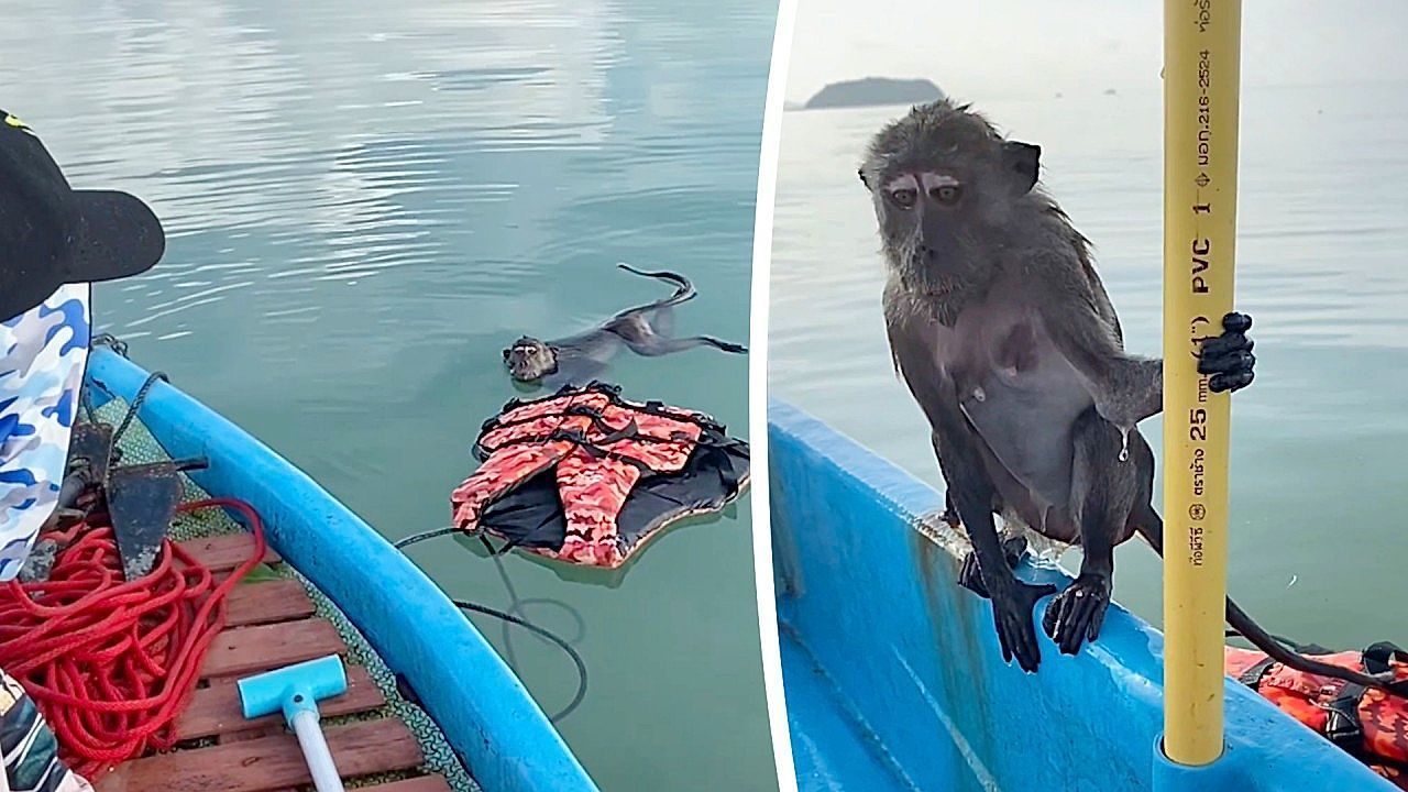Video: Fishermen rescue an exhausted monkey swimming more than three miles out at sea