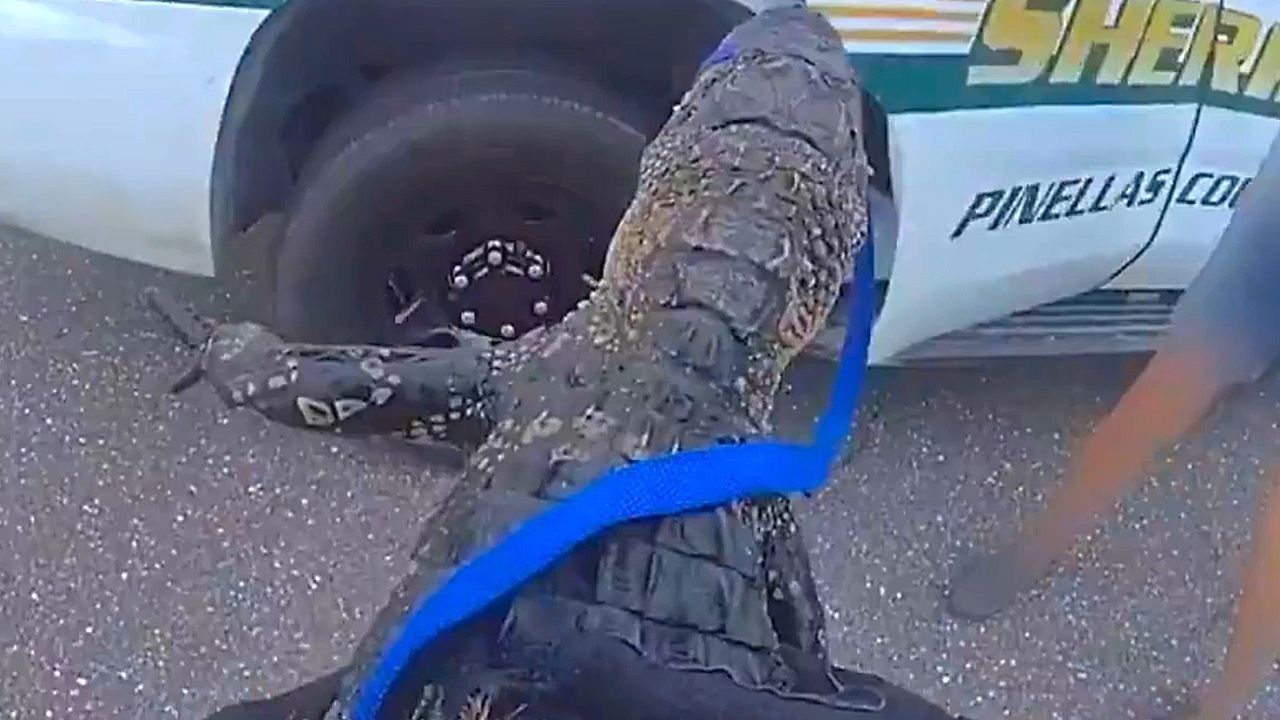 Video: Bravouröse Premiere: Polizist schnappt Alligator in Vorgarten in Florida