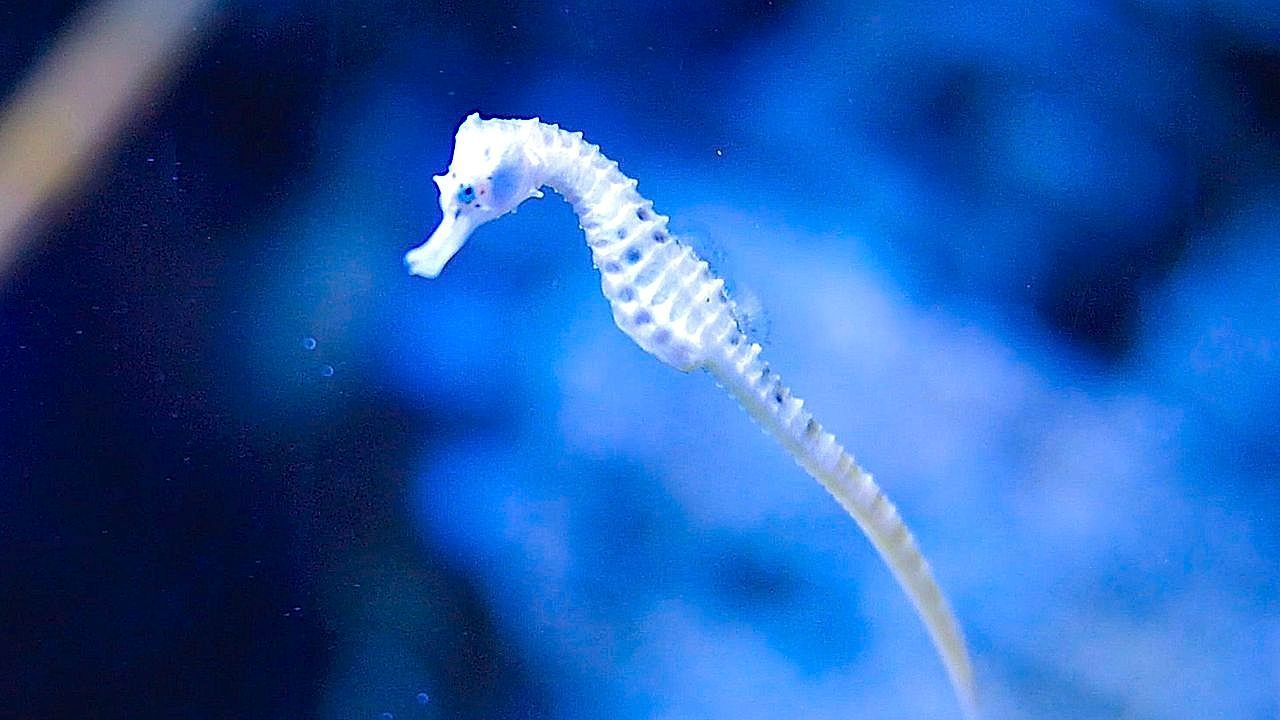 Video: Male seahorse gives birth to 34 babies at Birmingham aquarium after 30-day pregnancy
