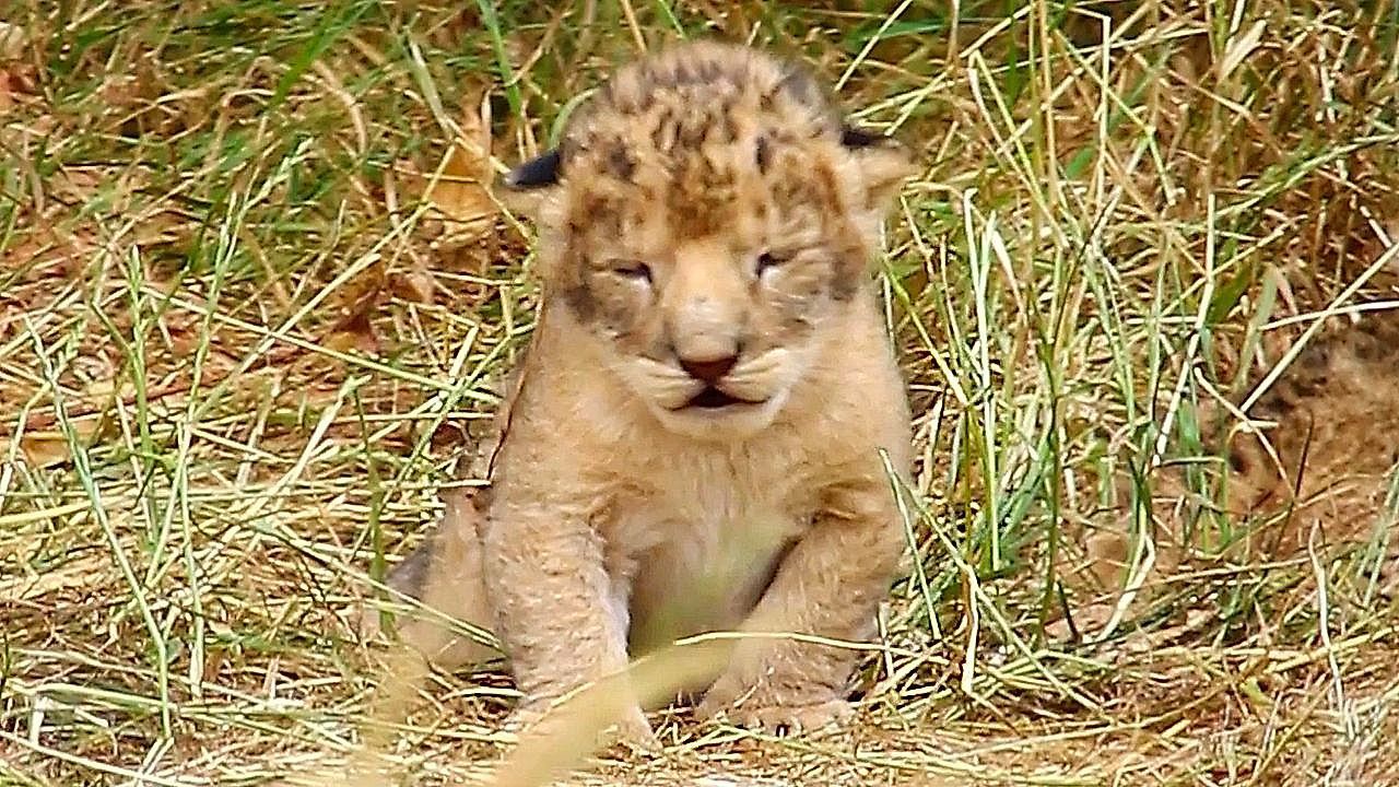 Video: Three African lion cubs born at Blackpool Zoo for first time since 2015