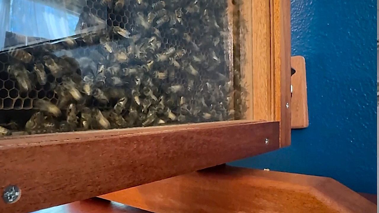 Video: Bienen-Aquarium im Wohnzimmer: Imker baut beeindruckende Anlage