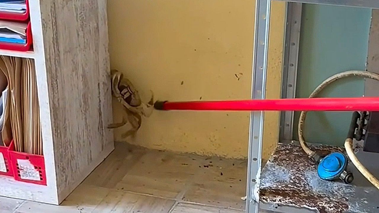 Video: Scheren gezückt: Familie verjagt wütende Krabbe aus Wohnhaus