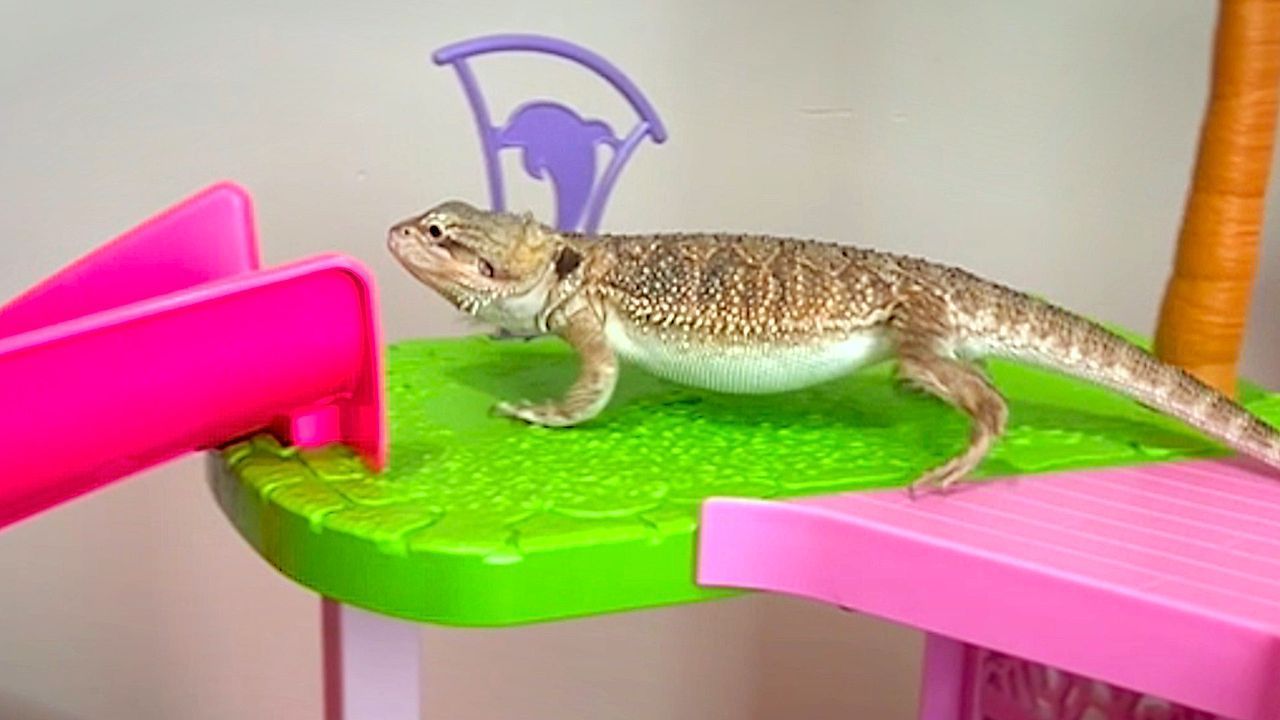 Video: Bartgame im Rutschen-Rausch: Reptil ist verliebt in Barbie Dreamhouse