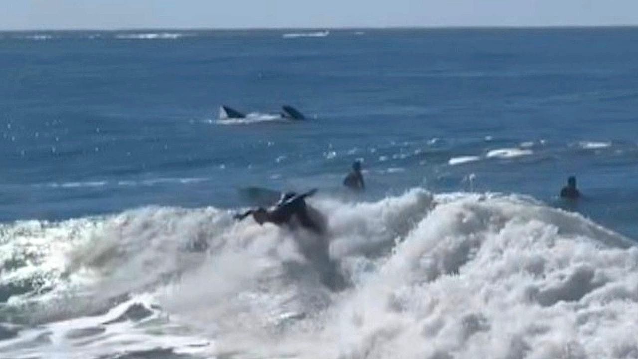 Video: Gigant im Wasser: Wal taucht direkt hinter Olympia-Surferin auf