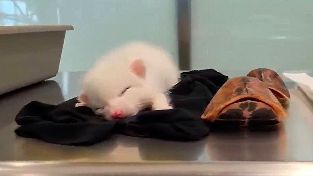 Video: Customs officers seized two foxes and endangered turtles stuffed in smuggler's trousers