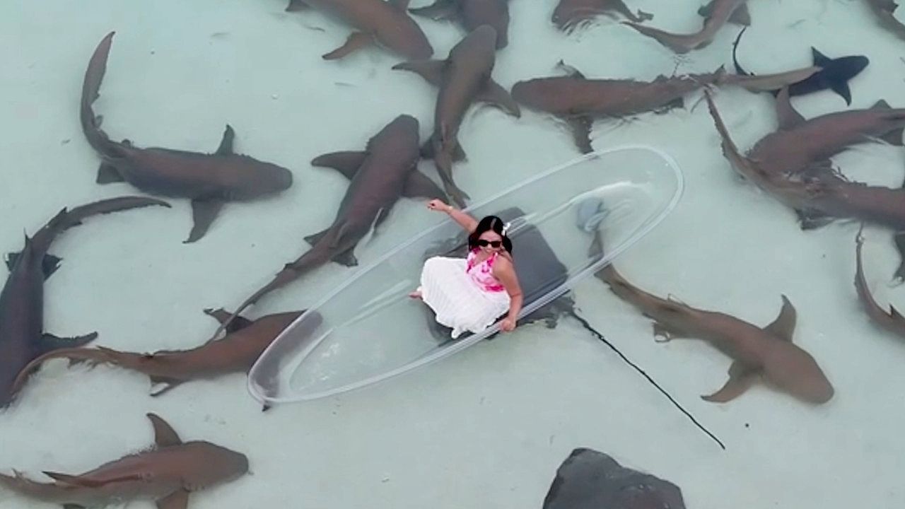 Video: Sunbathing with sharks! Tourists enjoy stunning encounter in the Maldives