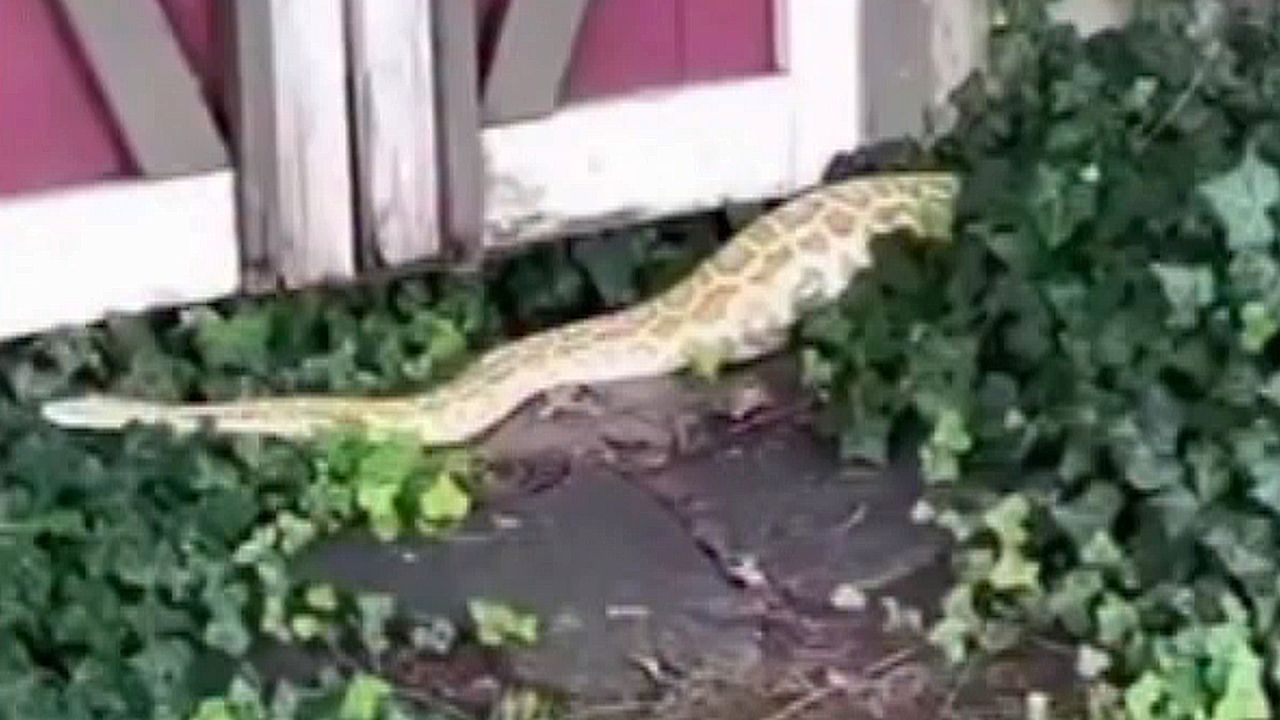 Video: Dickes Ding: Familie findet 2,4-Meter-Python unter Gartenhaus in New Jersey