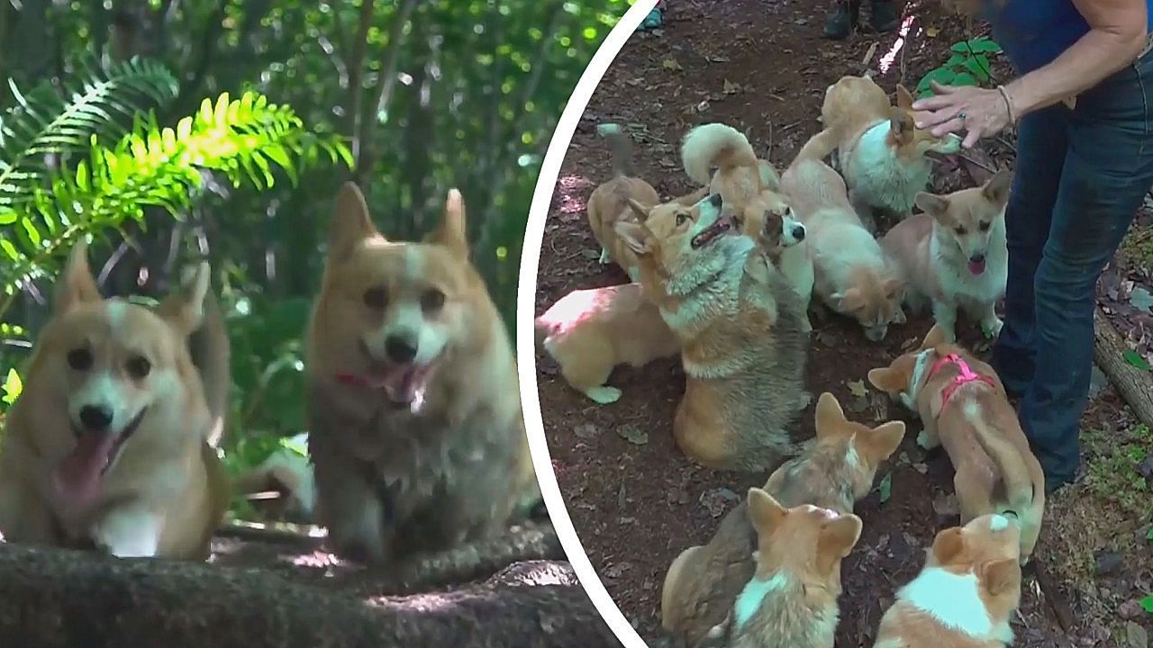 Video: Zauberhafte Wanderführer: Corgis begleiten Ausflügler durch Wald in Maine