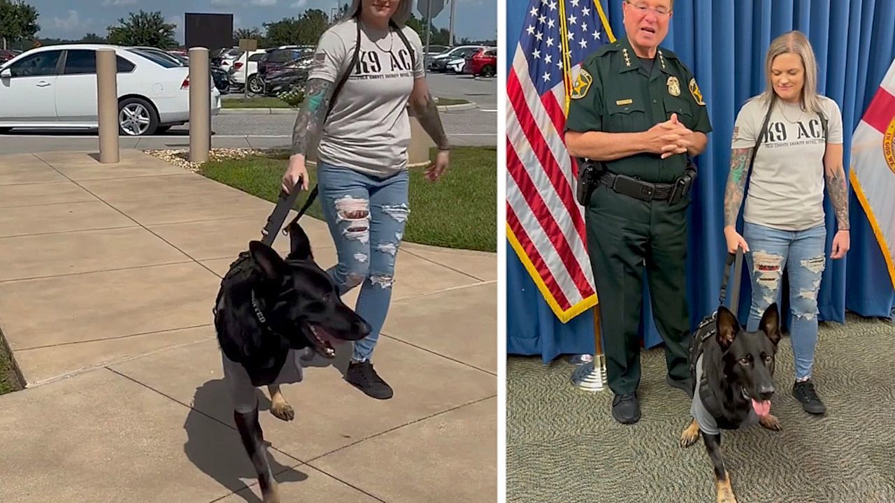 Video: Verdienter Abschied: Angeschossener Polizeihund Ace geht in den Ruhestand