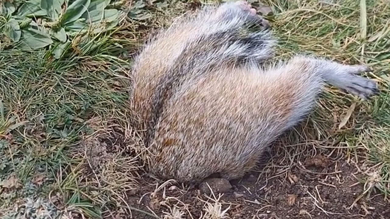 Video: Kopfüber in der Erde: Murmeltier klemmt in China in Loch