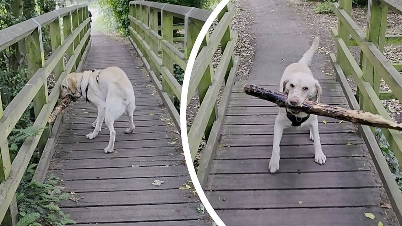 Video: Clever Labrador walks backwards over narrow bridge to keep his giant stick