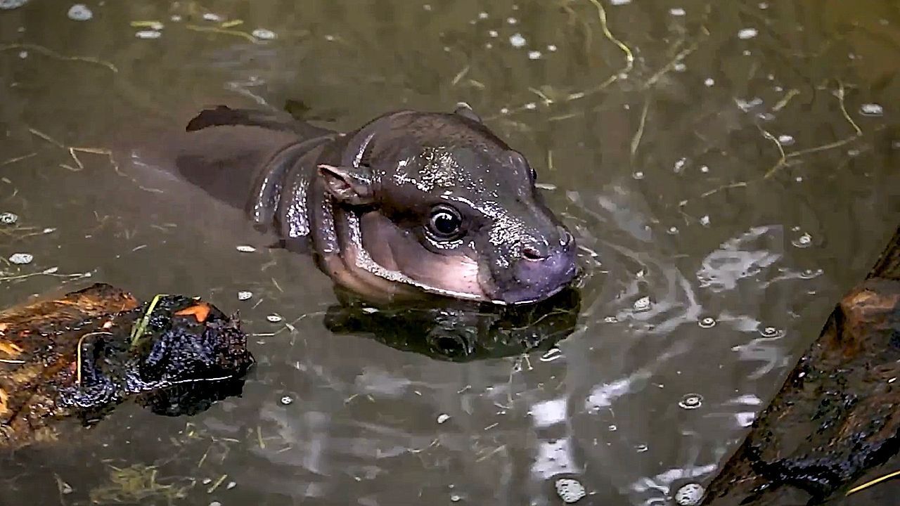 Video: Unglaublich süß: Zwergflusspferd-Baby nimmt erstes Bad