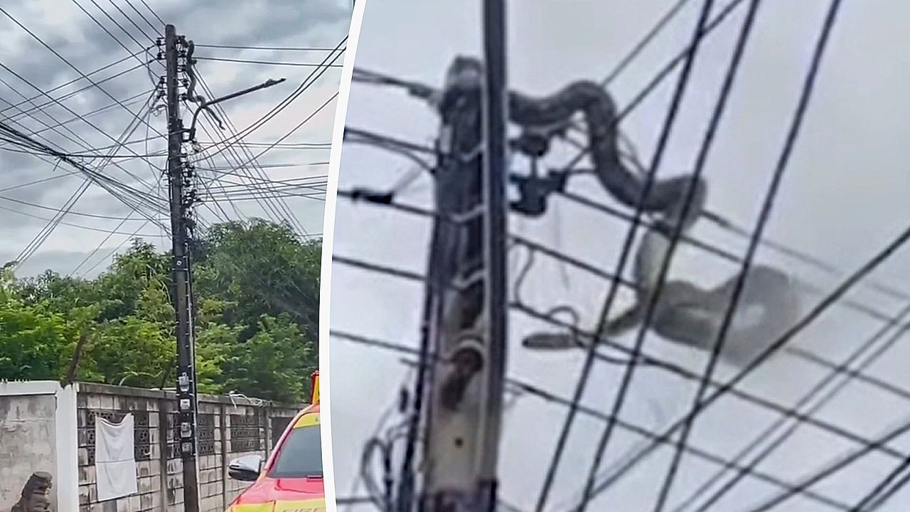 Video: Riesen-Reptil sorgt Stromausfall: Vier-Meter-Python belagert Leitungsmast
