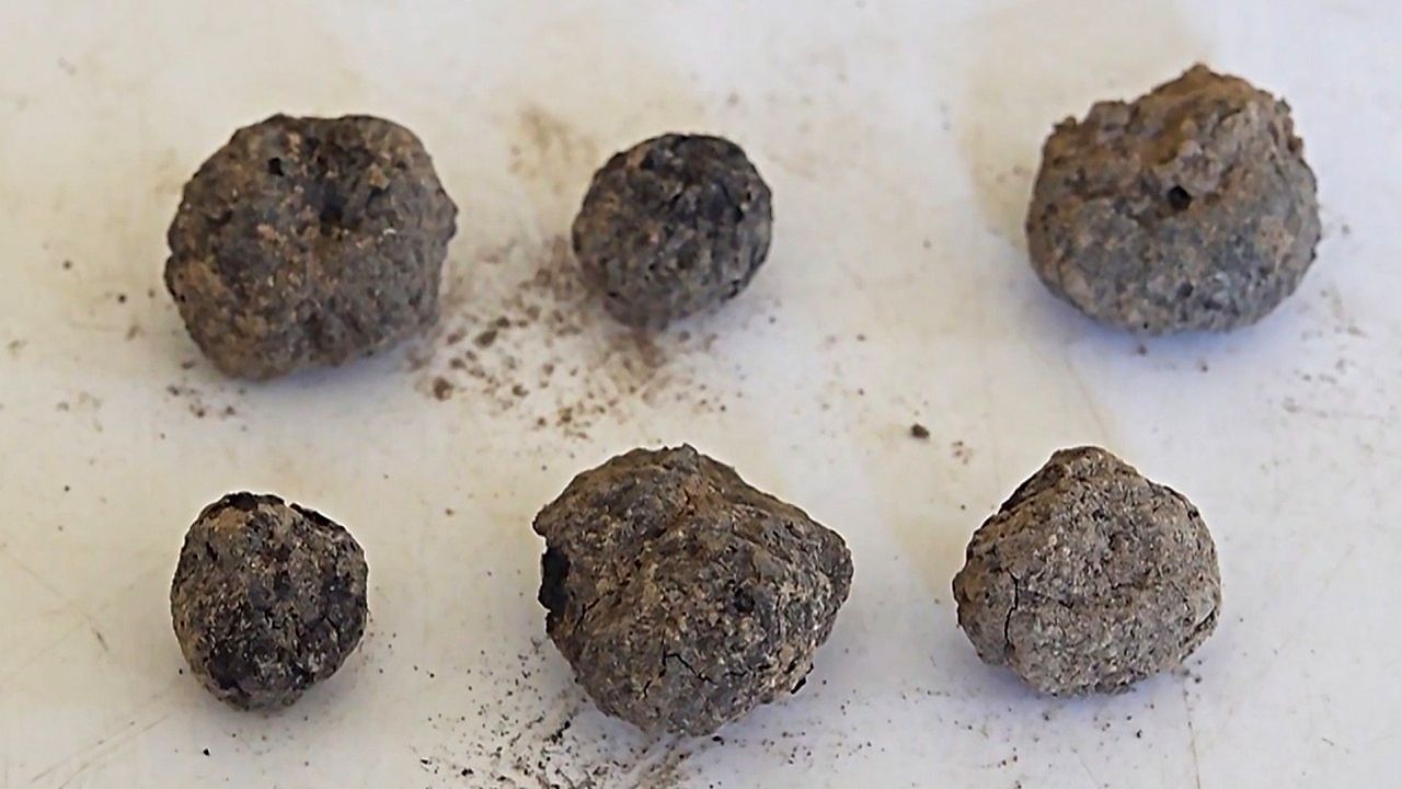 Video: Archaeologists discover 8,000-year-old figs in Turkish cave