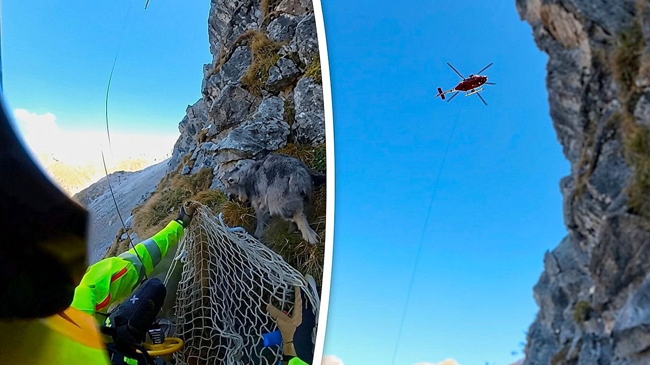 Video: In höchster Not: Feuerwehr rettet gestrandeten Hund per Hubschrauber aus den Alpen