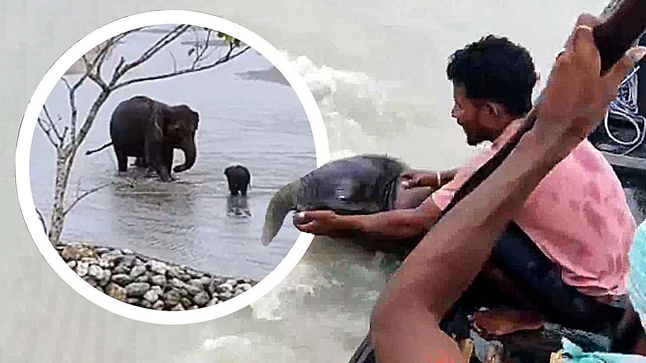 Video: Fishermen rescue elephant calf from the river before reuniting it with its mother