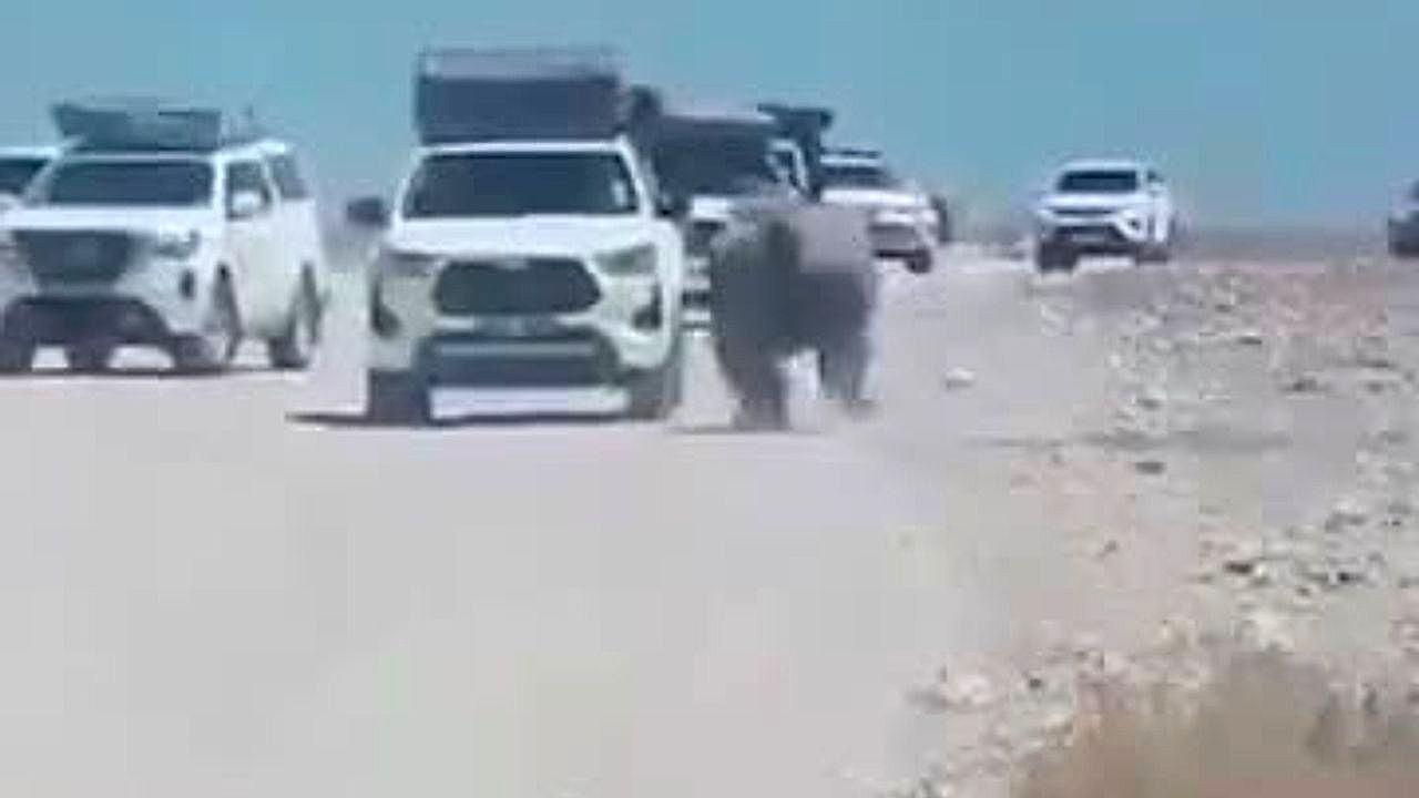 Video: Critically endangered black rhino rams tourist's car with its horn in Namibia