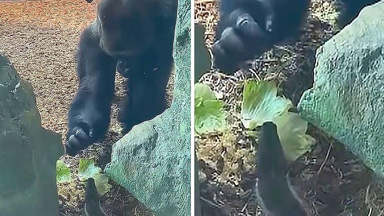 Video: Ungebetener Gast: Gorilla entdeckt kleinen Eindringling in seinem Zoo-Gehege