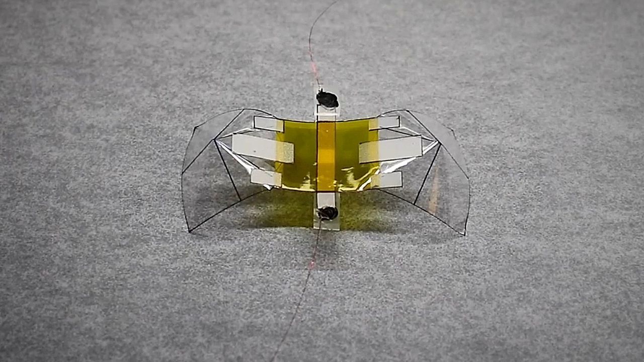 Video: Tiny flying robot gets crushed by 11,000 times its weight and takes off again