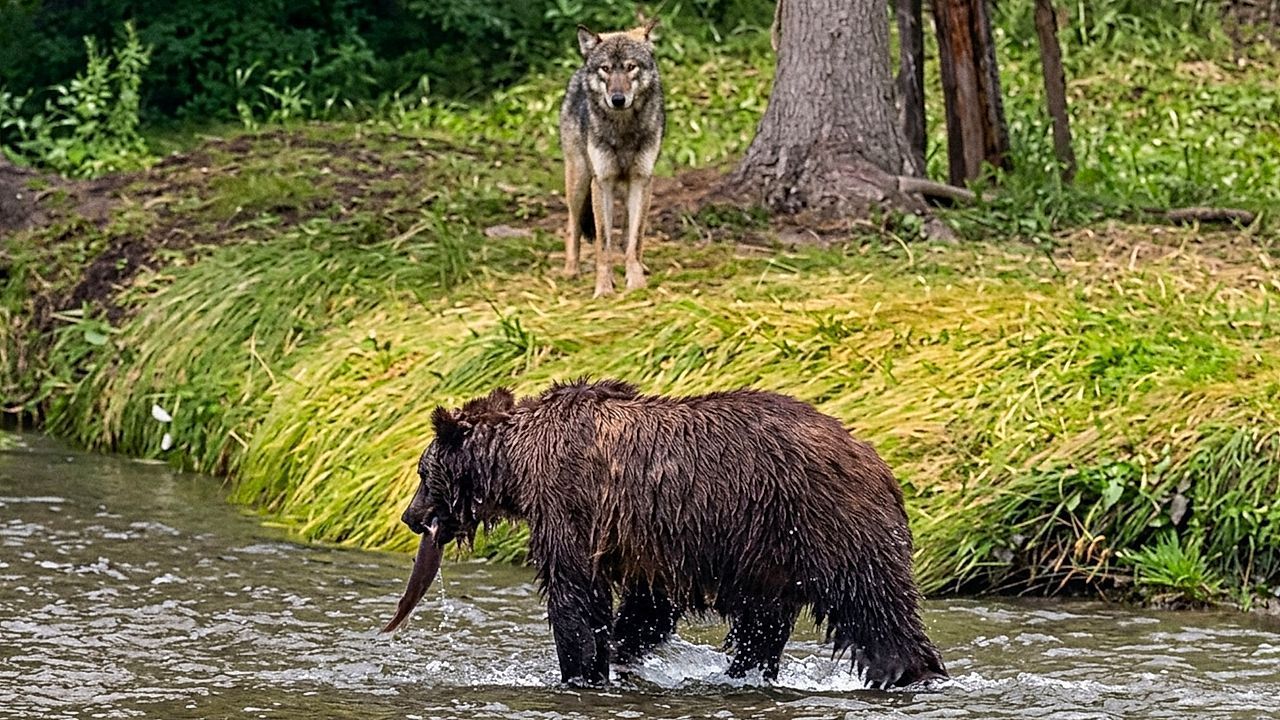 Video: Seltene Begegnung in Kanada: Wölfe beobachten Grizzlybär beim Fischen