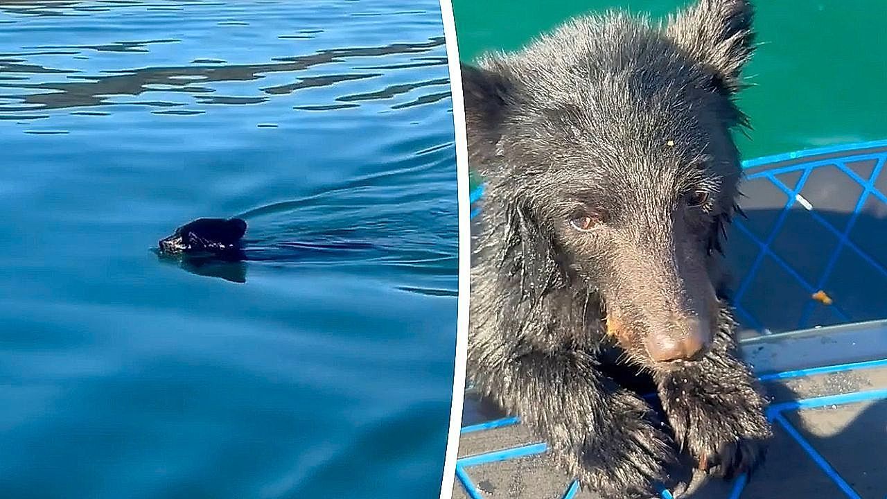 Exhausted bear cub rescued by family's boat – and gets a snack