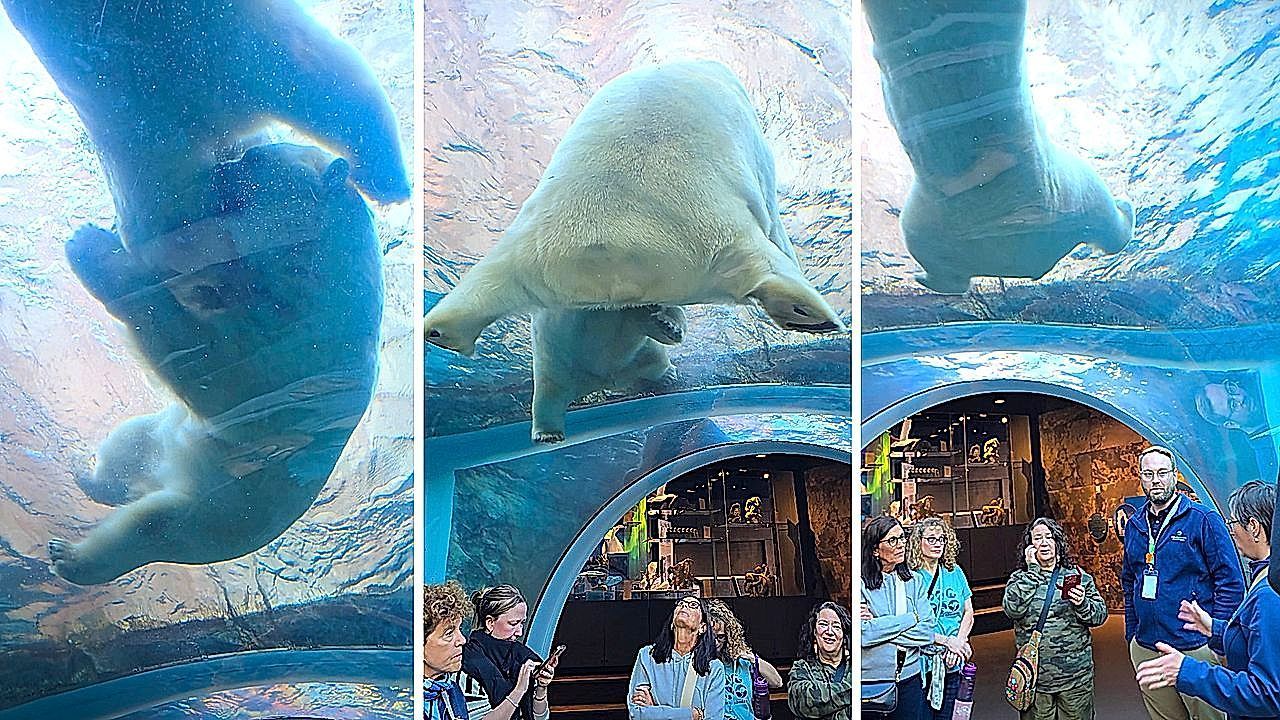 Video: Ring frei im Zoo: Zwei Eisbären liefern sich Schwergewichts-Match