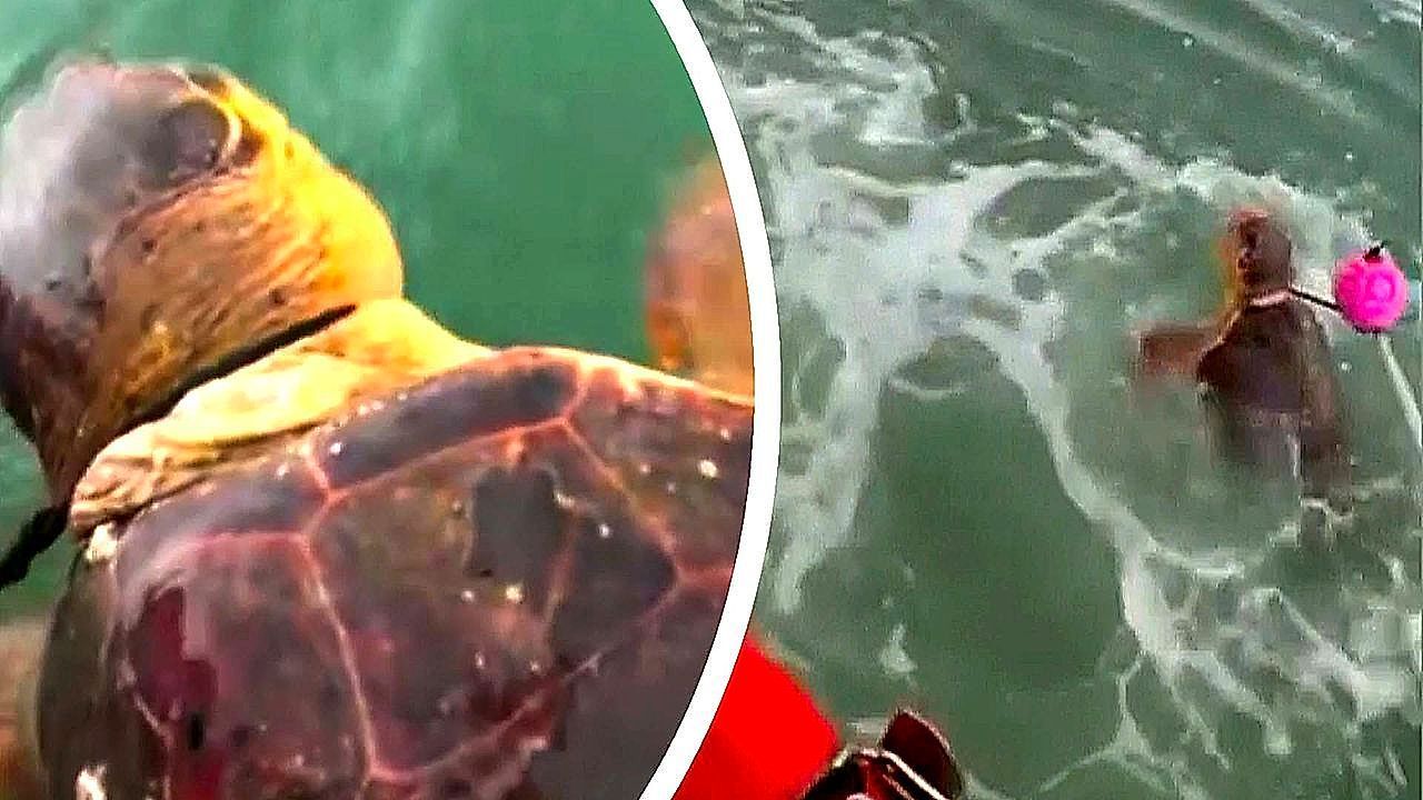 Video: Krabbenfallen-Leine um den Hals: US-Küstenwache befreit Meeresschildkröte