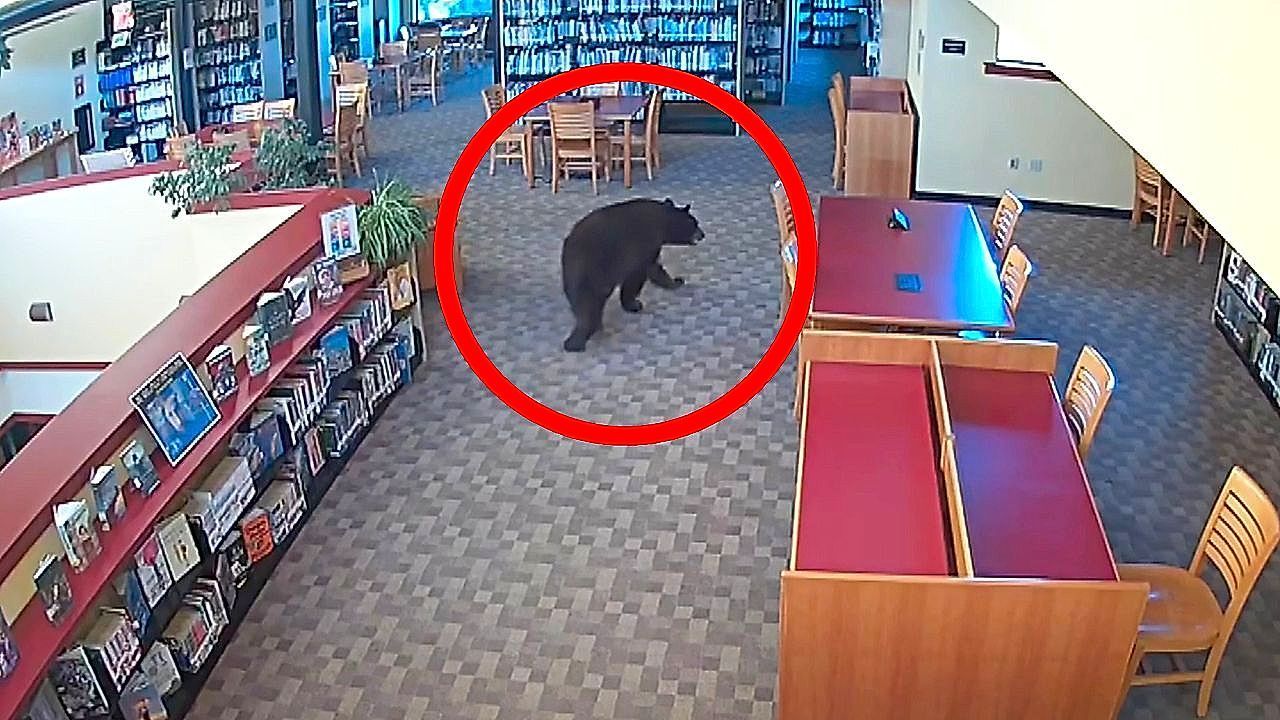 Video: An Büchern interessiert: Bär streift vor der Öffnung durch US-Bibliothek
