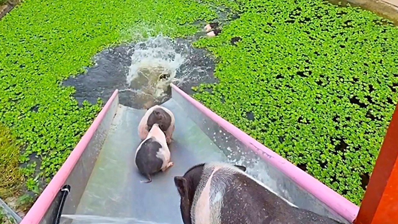 Video: Volle Rutsche voraus: Schweine in Kambodscha stürzen sich ins kühle Nass