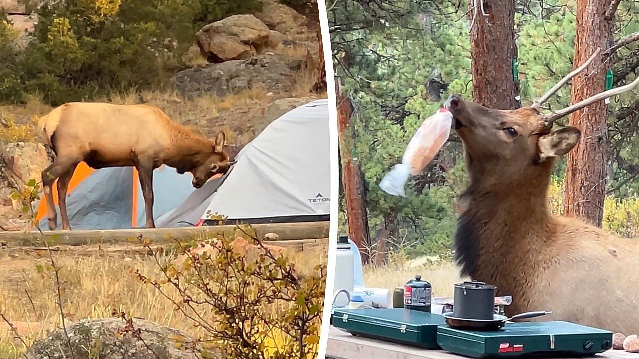 Video: Tierischer Randalierer: Wapiti zerlegt Zelte und plündert Campingplatz