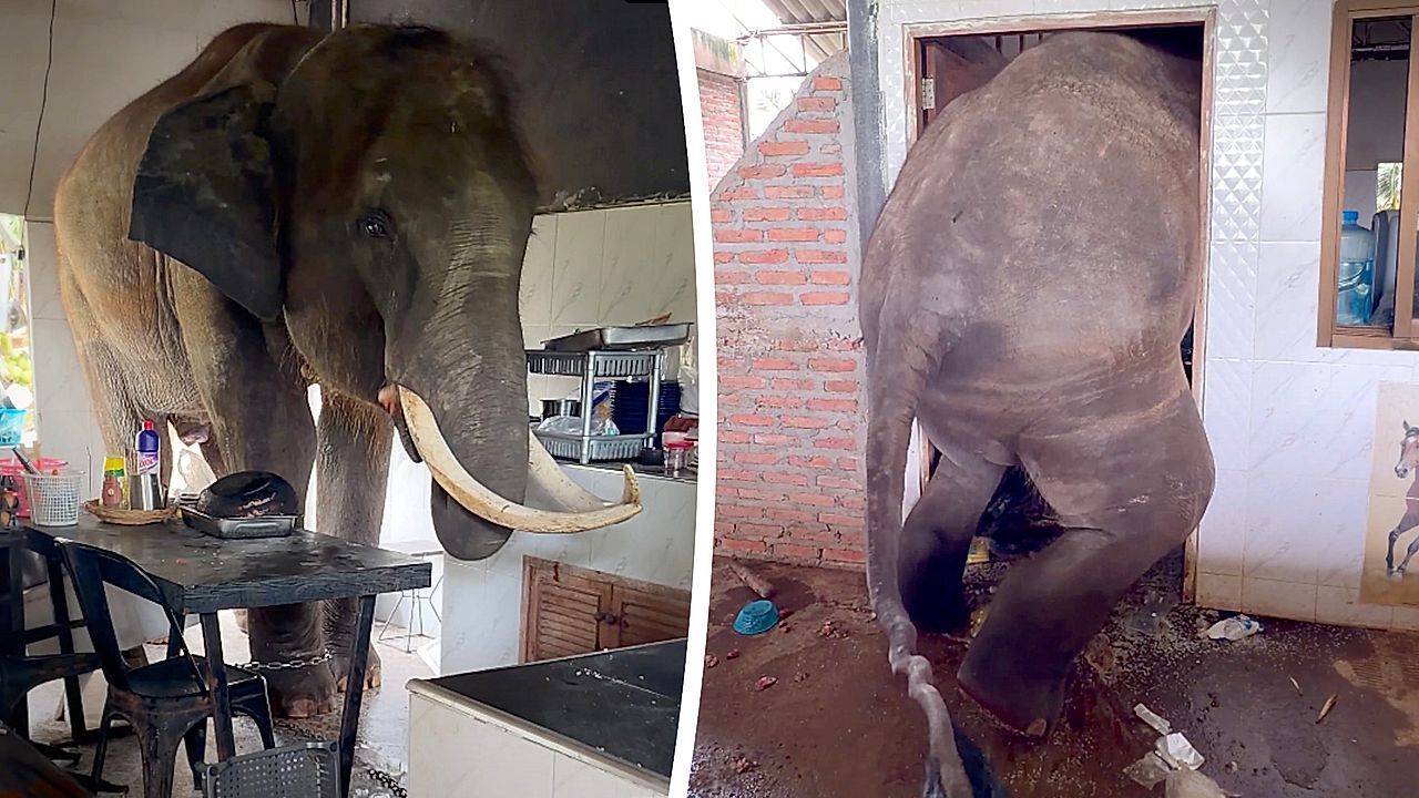 Video: Ungebetener Gast: Elefant zwängt sich in die Küche eines Bauern in Thailand