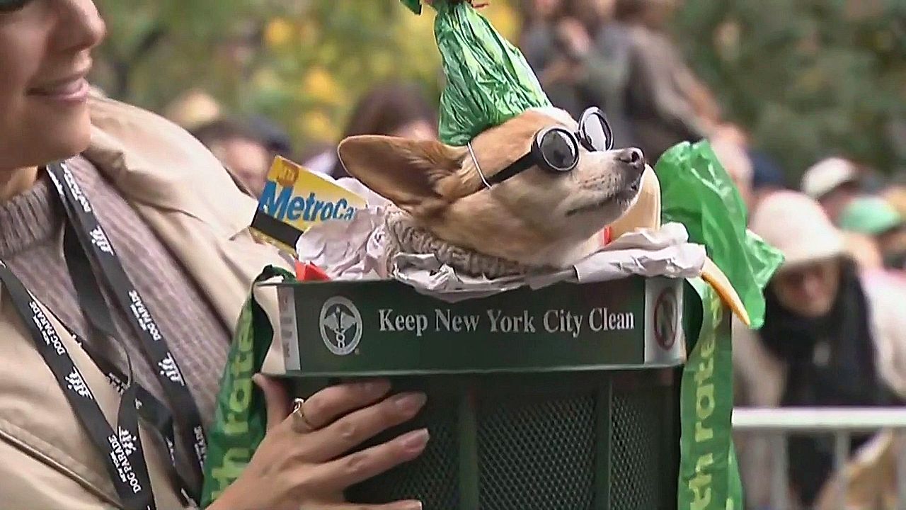 Video: Grusel auf vier Pfoten: Hunde feiern Halloween in New York