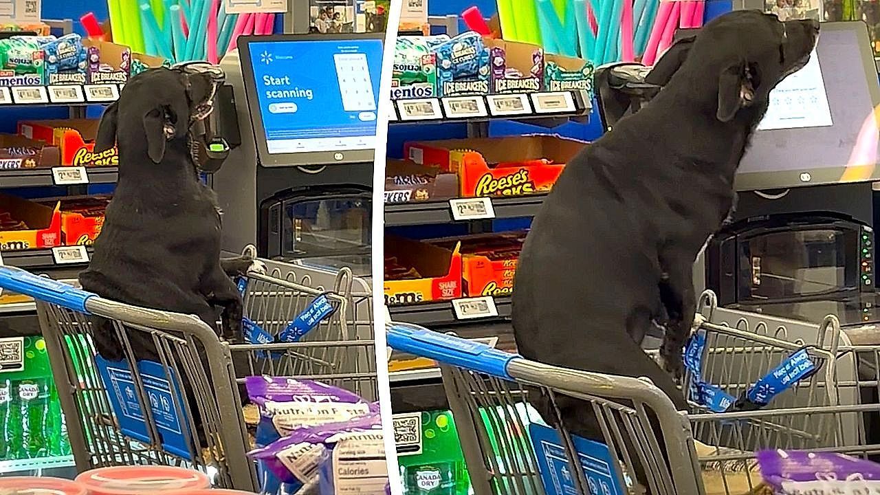 Itchy dog turns Walmart cart into a special scratcher