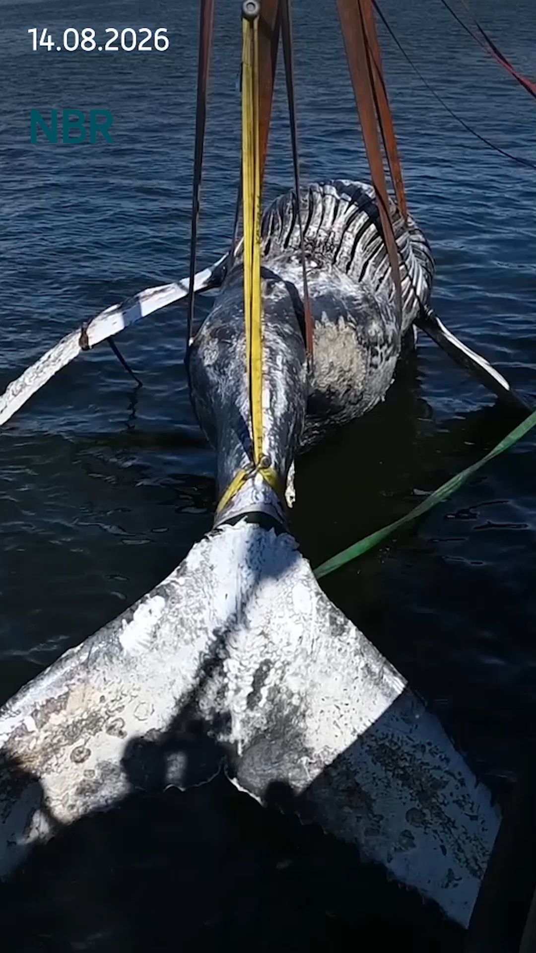 Video: Rätsel um toten Wal im Greifswalder Bodden gelöst: Todesursache wohl Infektion