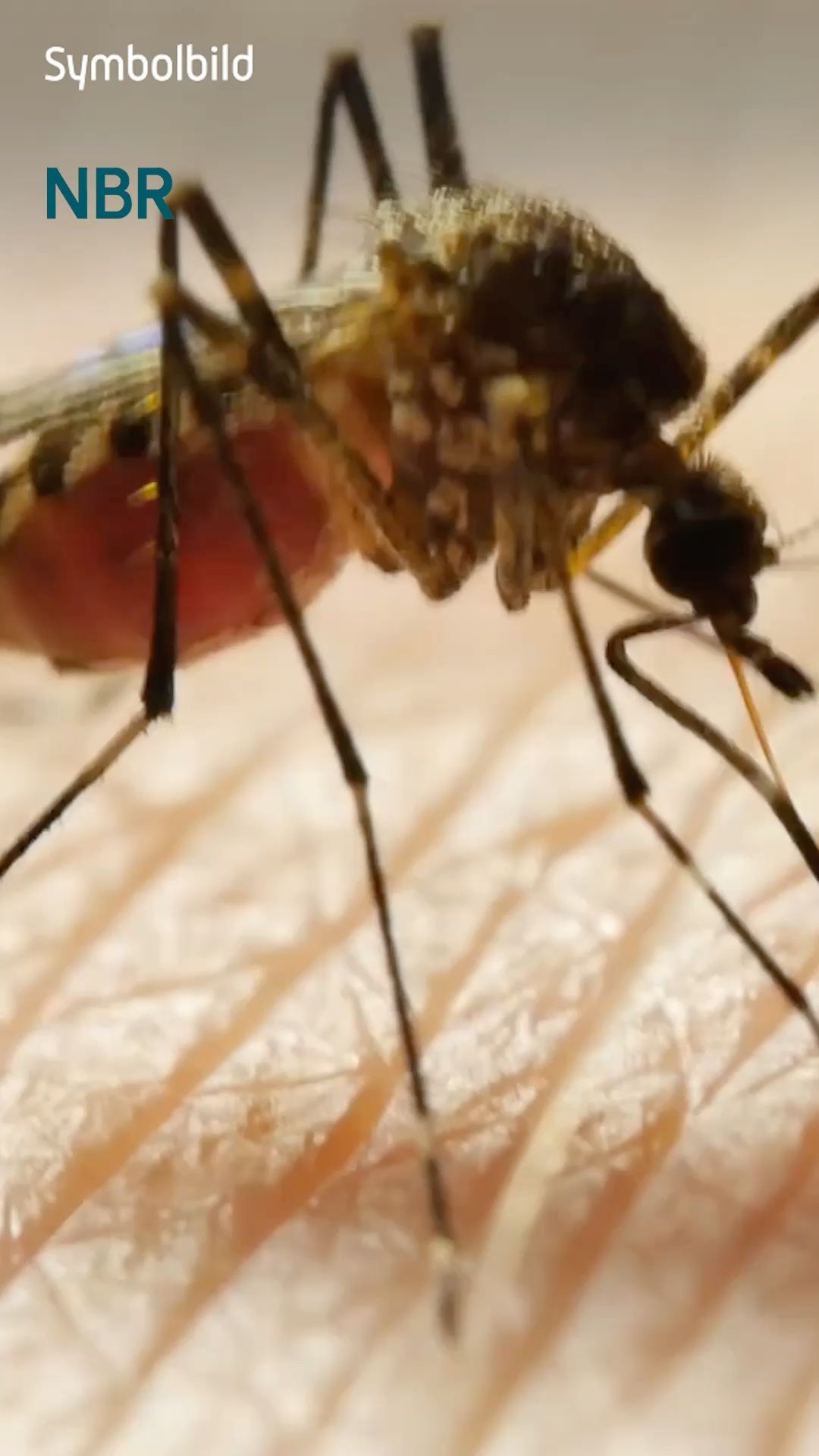 Video: Malaria am Frankfurter Airport: Behörde rät zu Mückenschutz