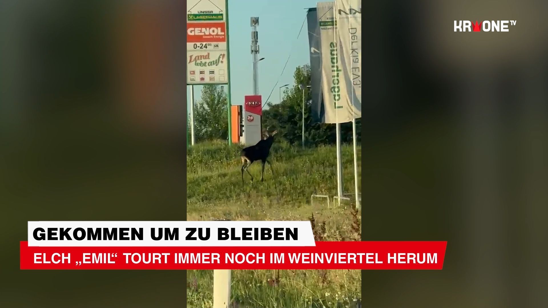 Video: Elch „Emil“ tourt immer noch im Weinviertel herum