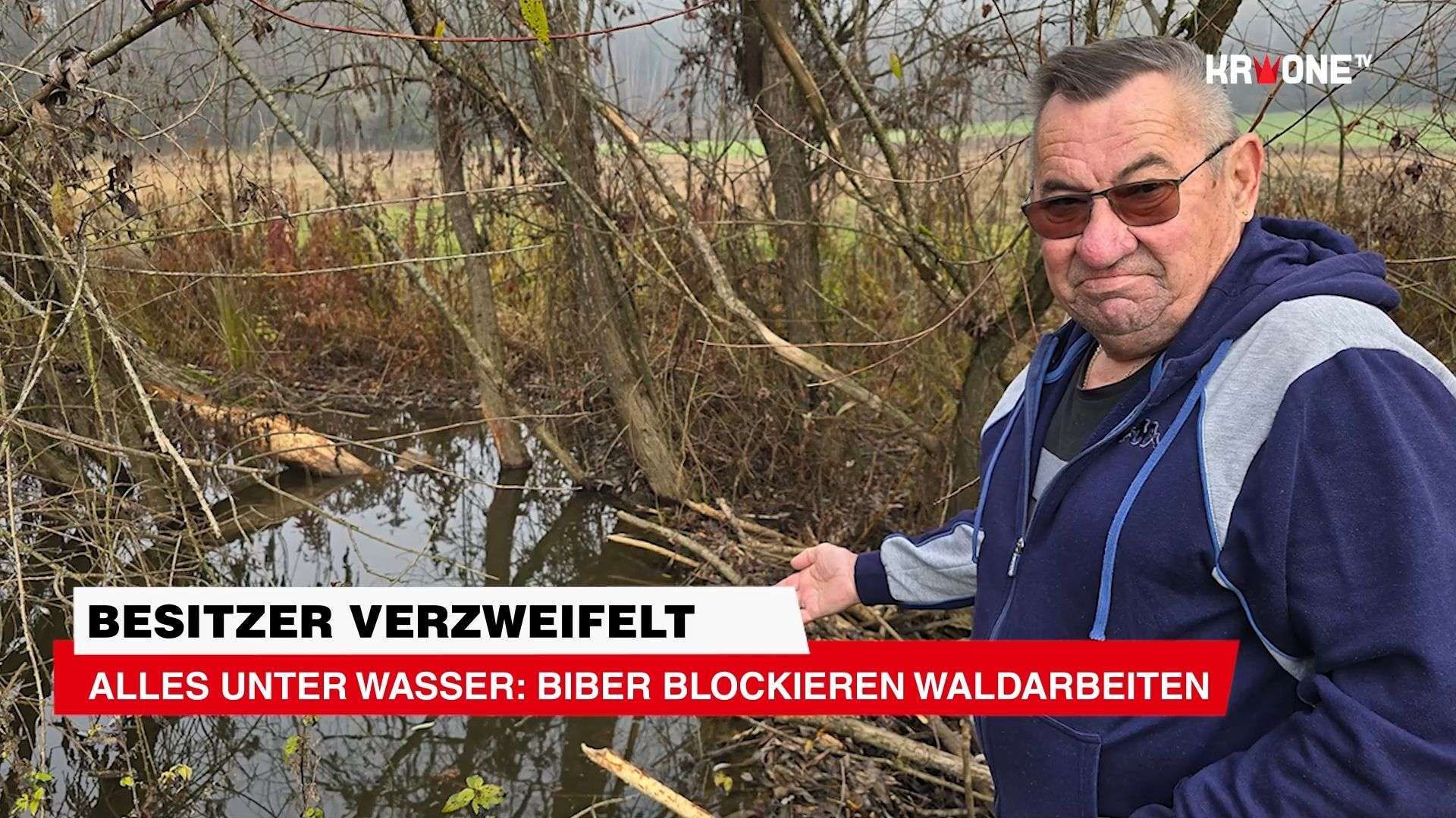 Video: Besitzer verzweifelt: Alles unter Wasser: Biber blockieren Waldarbeiten
