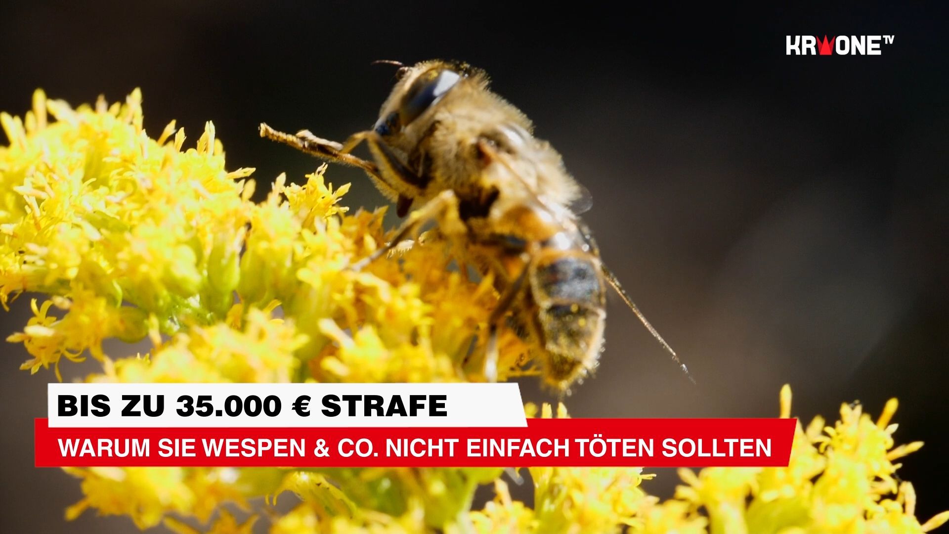 Video: Bis zu 35.000 € Strafe ++ Warum Sie Wespen & Co. nicht einfach töten sollten