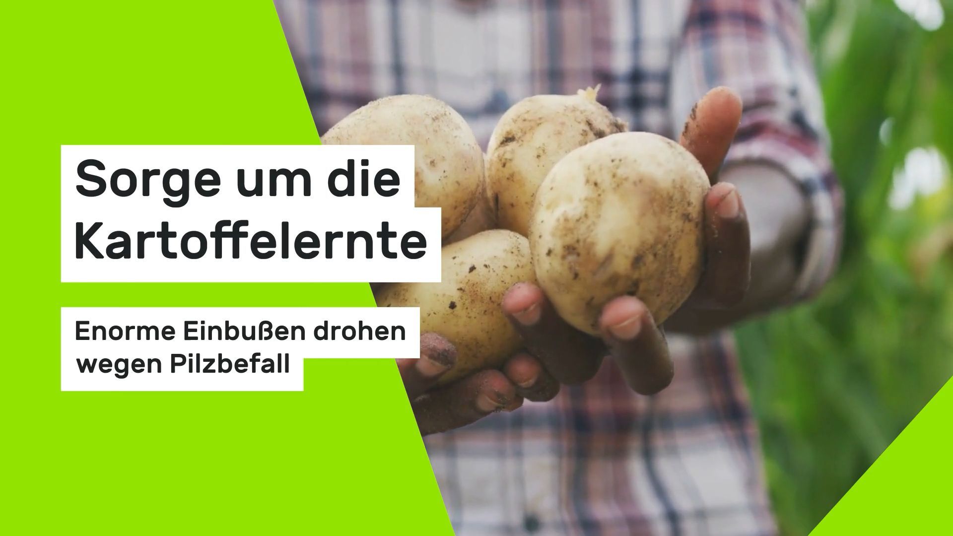 Concern about the potato harvest: Enormous losses threaten due to fungal infestation