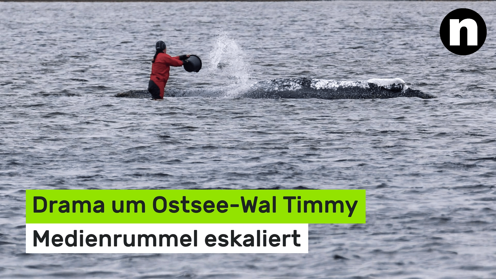 Video: Drama um Ostsee-Wal Timmy: Medienrummel eskaliert - damit muss nun Schluss sein