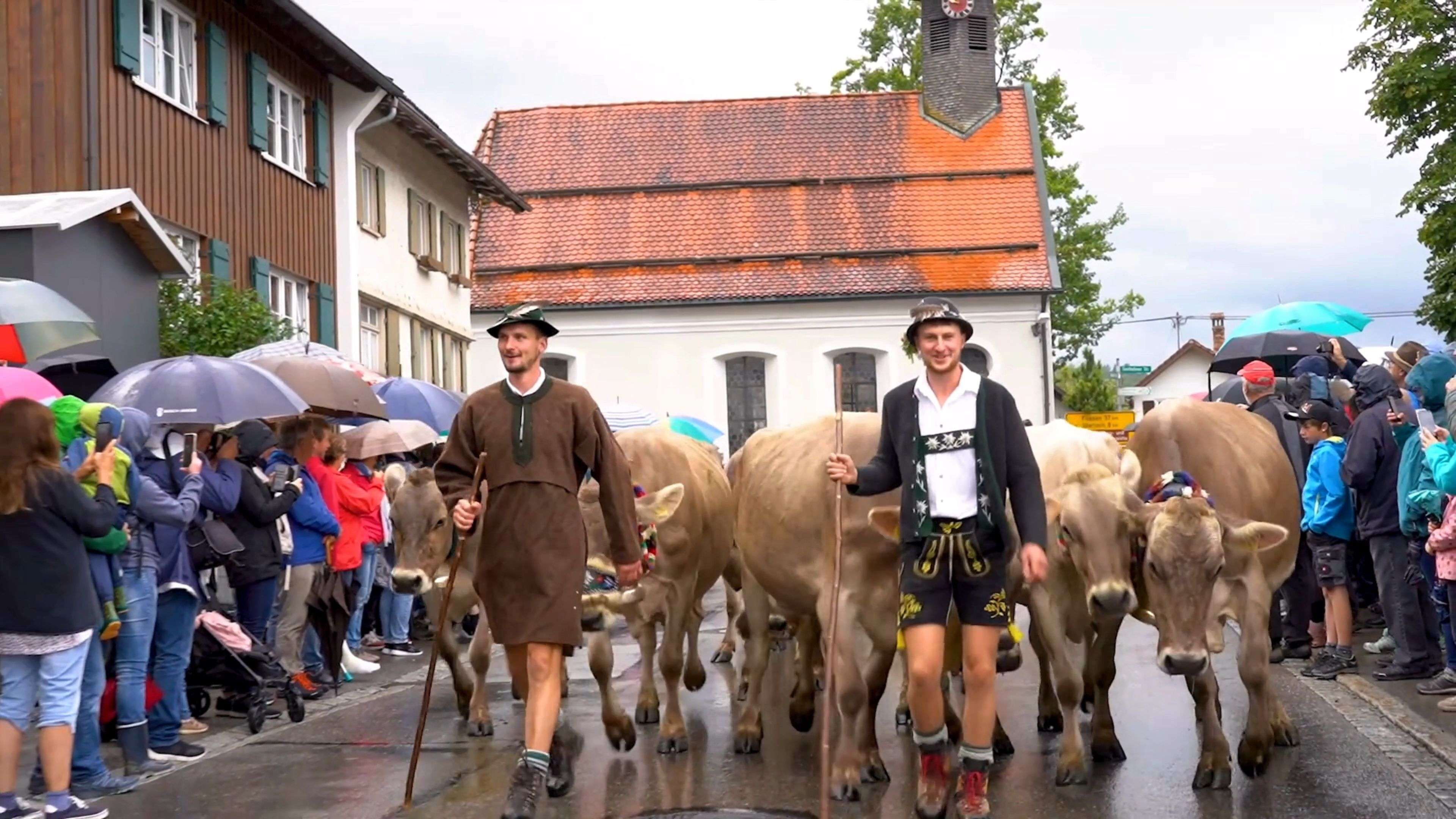 Viehscheid-Season 2025 has started in the Allgäu