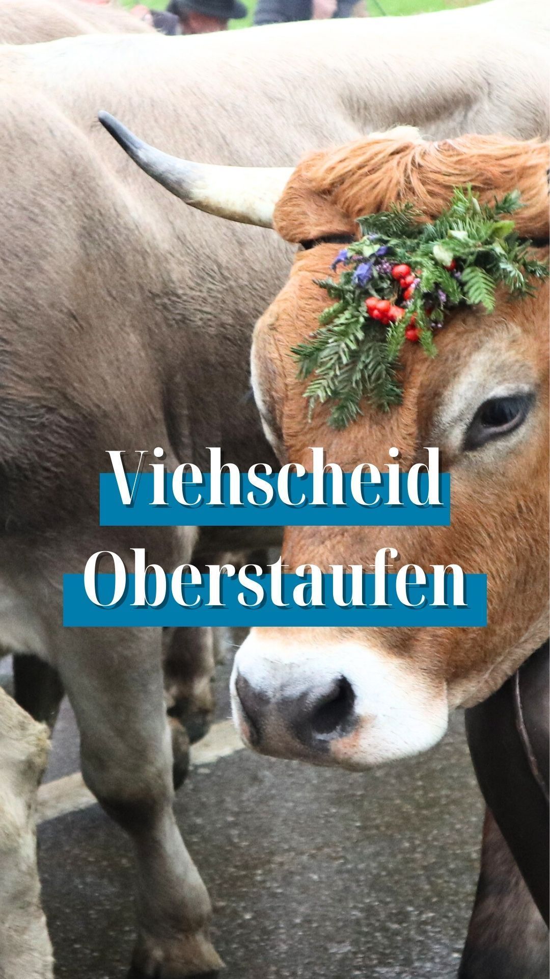 Viehscheid 2025 in Oberstaufen