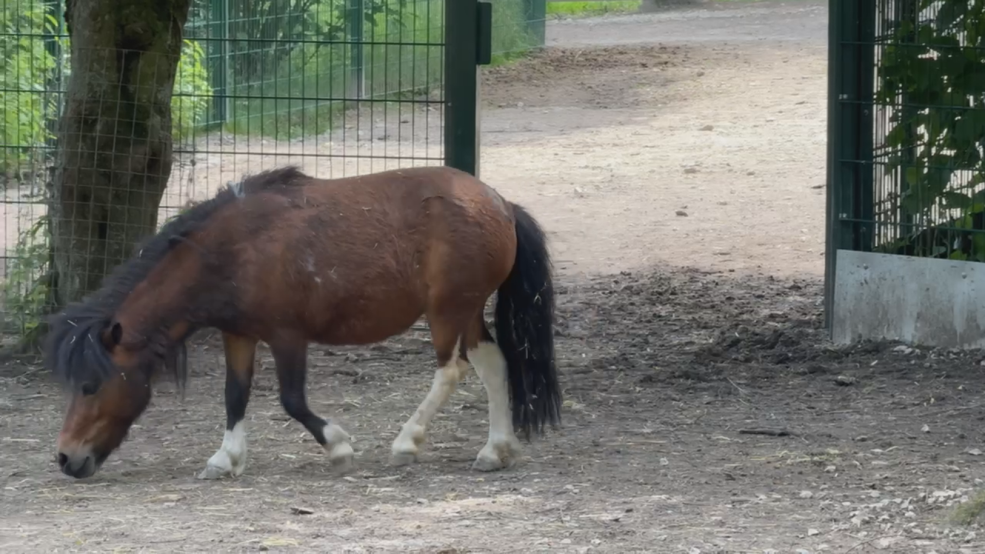 Fußball-EM: Für welchen Gewinner entscheidet sich Pony Fiona?