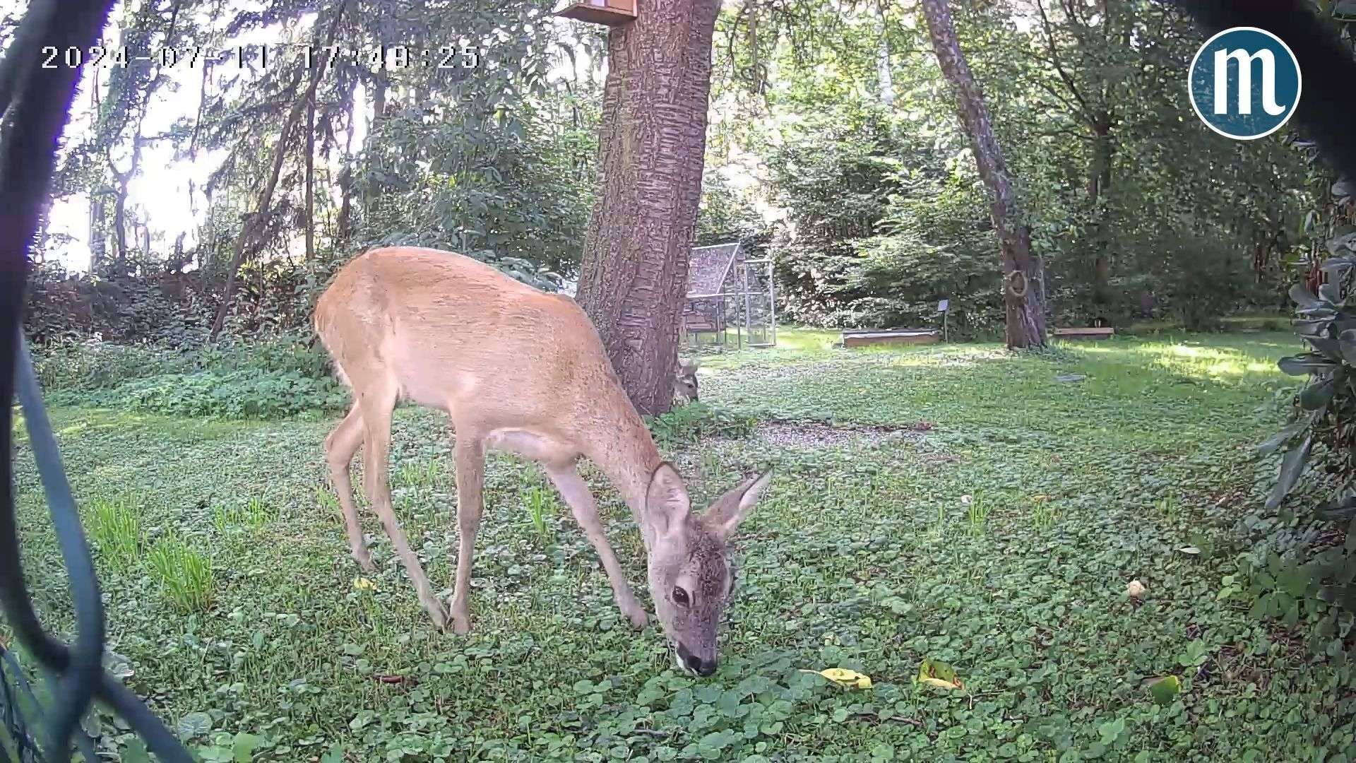Reh mit ihren Kitzen besucht täglich den Garten von Antje Weichmann