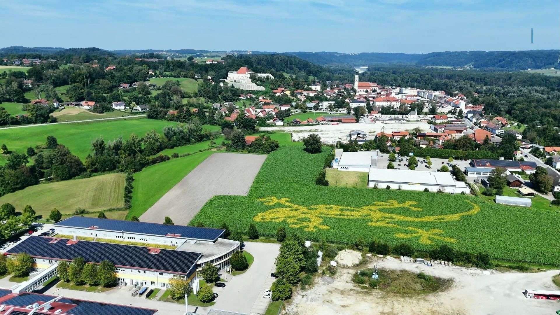 Umweltprojekt: XXL-Feuersalamander auf Feld