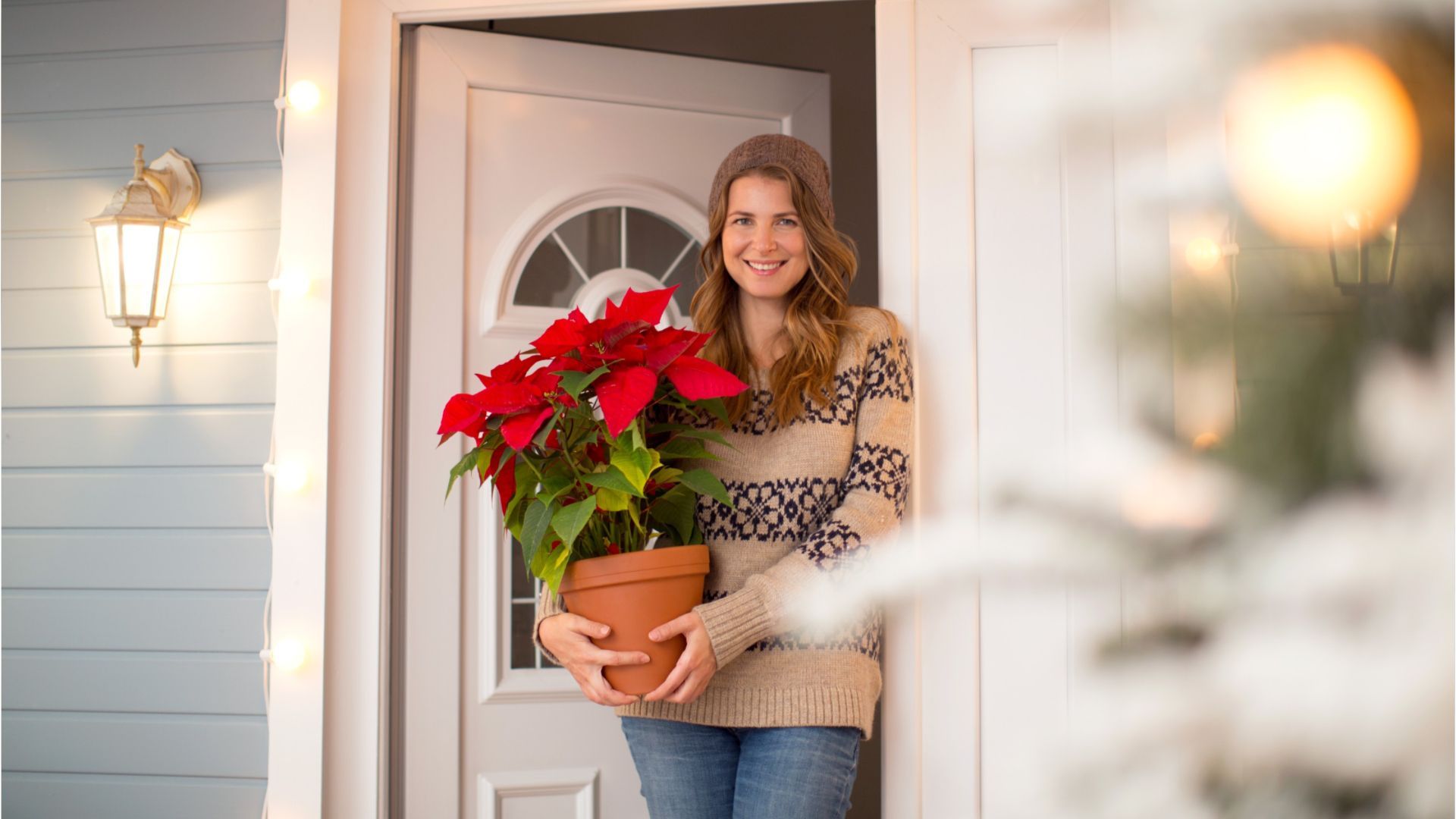 Weihnachtsstern verliert Blätter: Was tun?